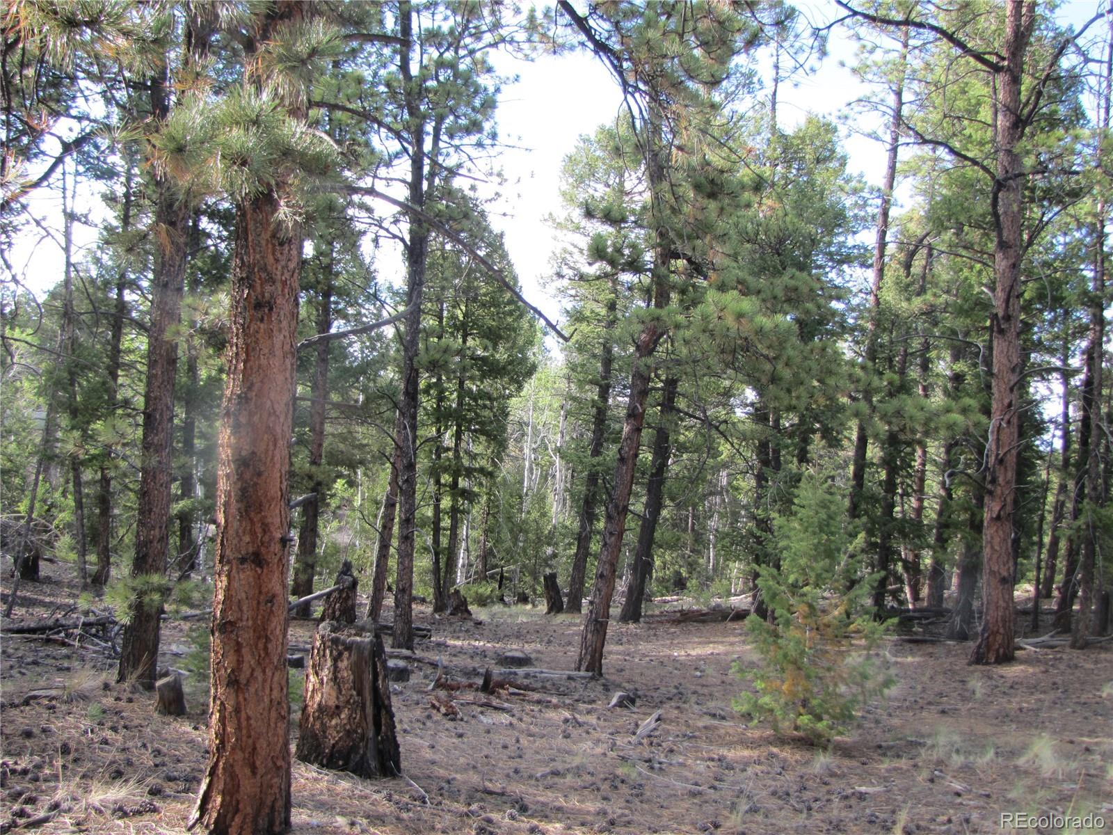 1307 Bellows Road Hartsel, CO 80449 - Photo 7 of 10 a view of a forest with trees in the background