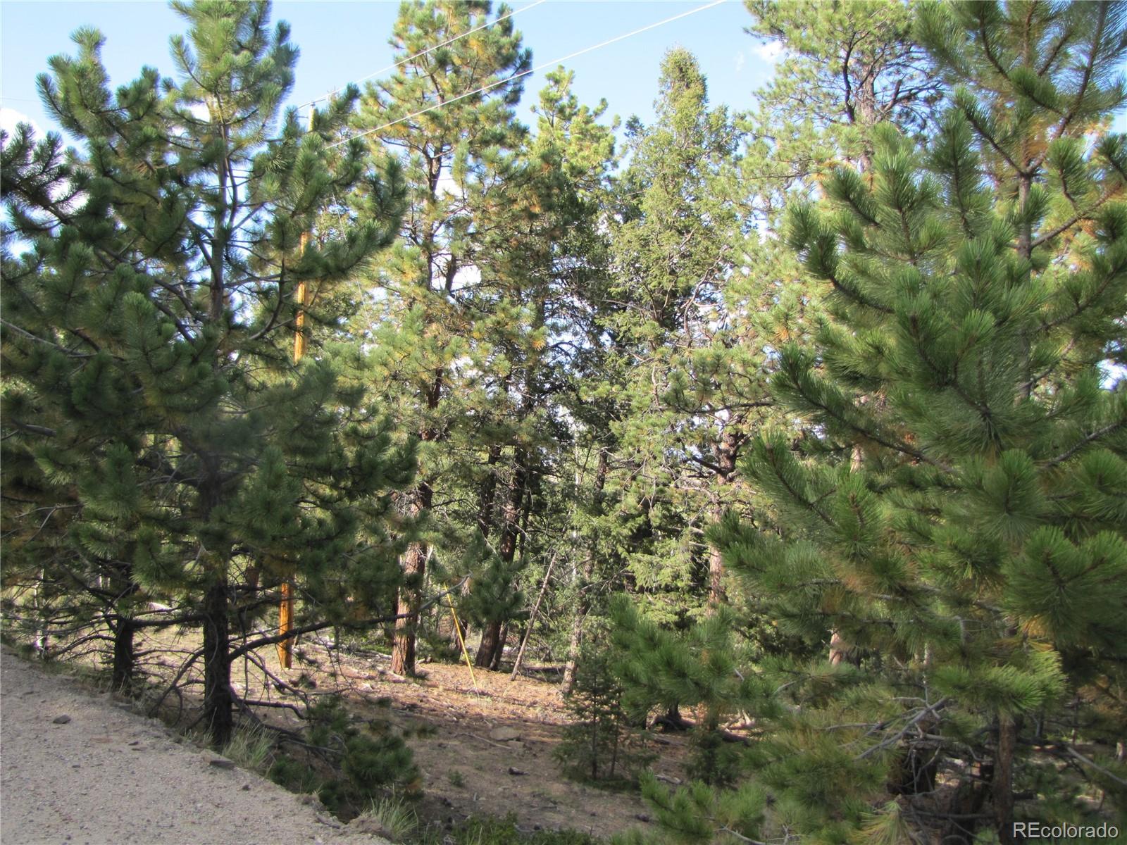 1307 Bellows Road Hartsel, CO 80449 - Photo 9 of 10 a view of yard with green space