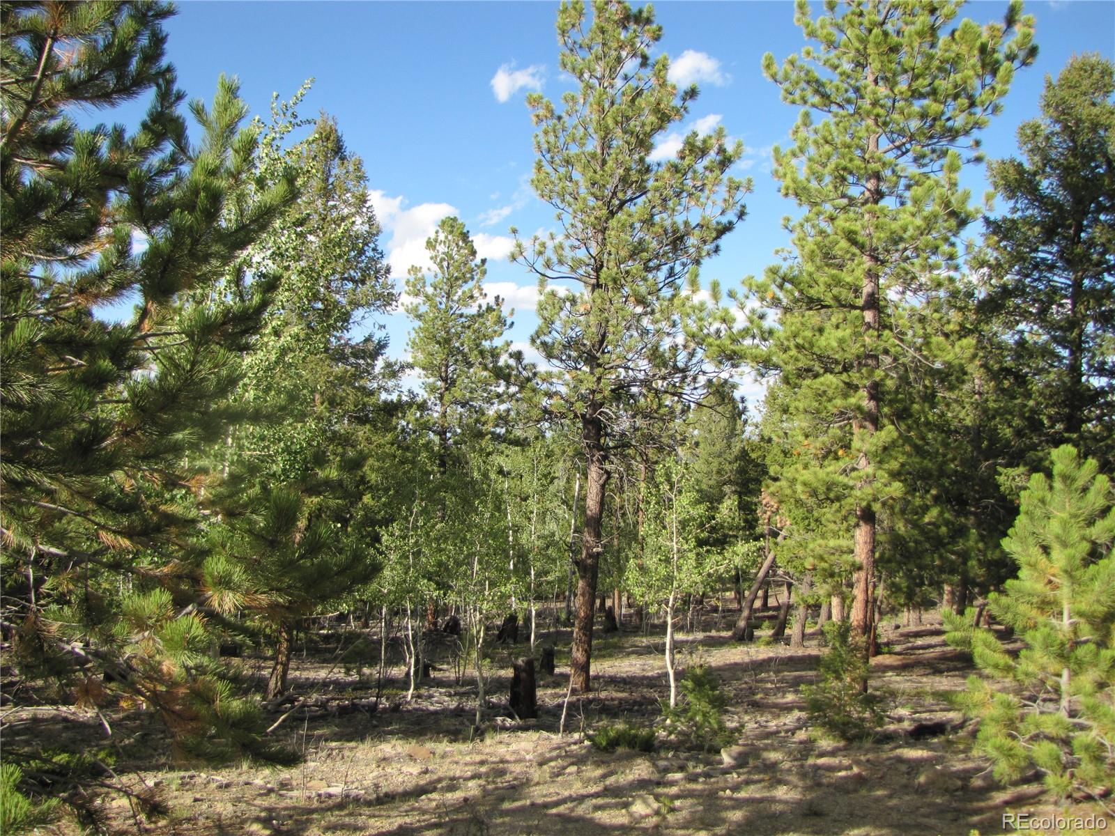 1307 Bellows Road Hartsel, CO 80449 - Photo 10 of 10 a view of road and trees
