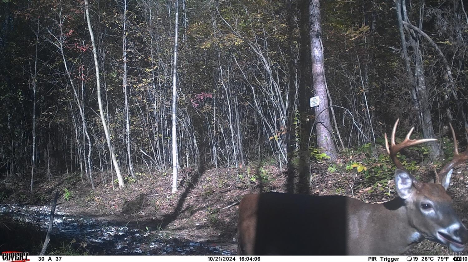2 Watt Abbitt Road Appomattox, VA 24522 - Photo 7 of 14 a view of a backyard