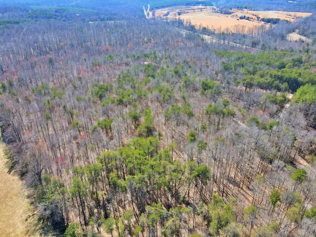 a view of a lush green forest with trees in the background