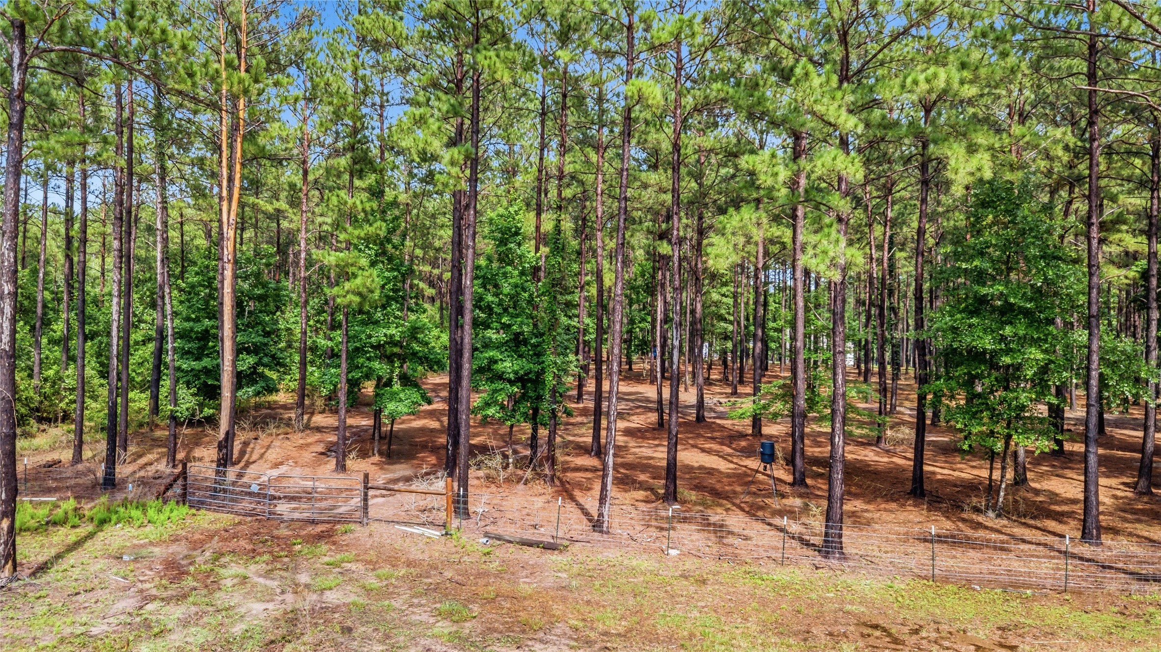 1780 Josserand Road Groveton, TX 75845 - Photo 9 of 42