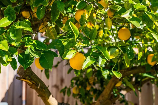 $995,000 | 1315 Wellington Street, Oakland, CA 94602