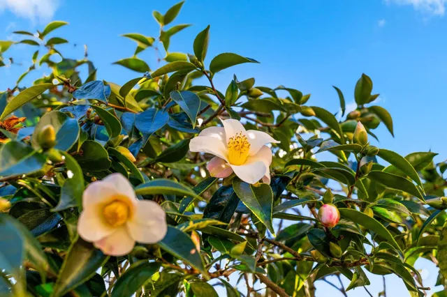 $995,000 | 1315 Wellington Street, Oakland, CA 94602