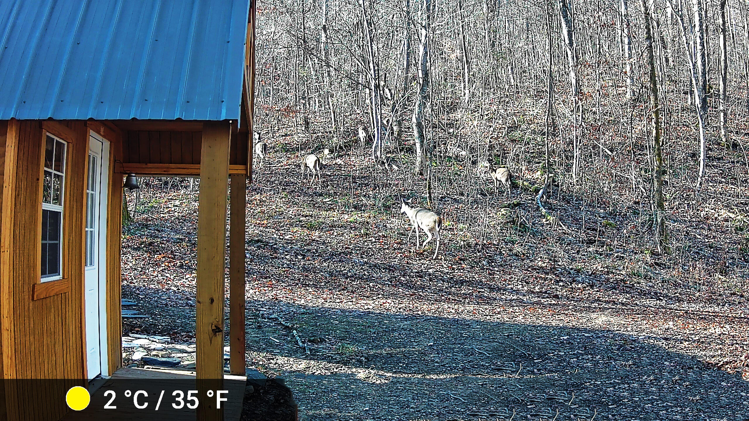 460.2 Cow Creek Road Ravenna, KY 40472 - Photo 38 of 46 Deer!