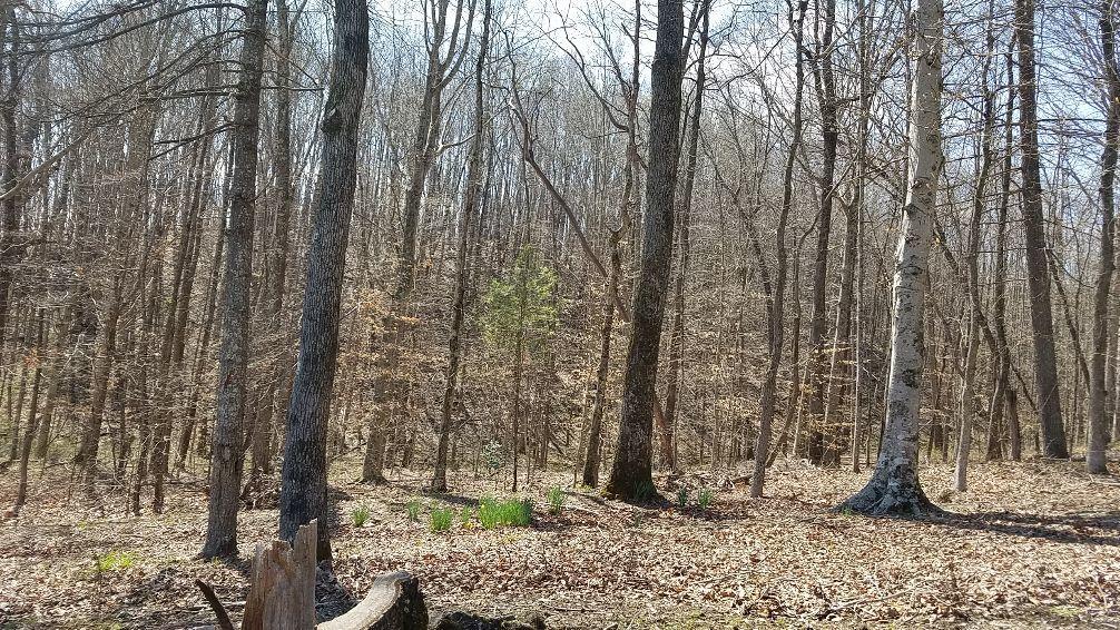 Hannah Road Harriman, TN 37748 - Photo 9 of 9 20180322_145939