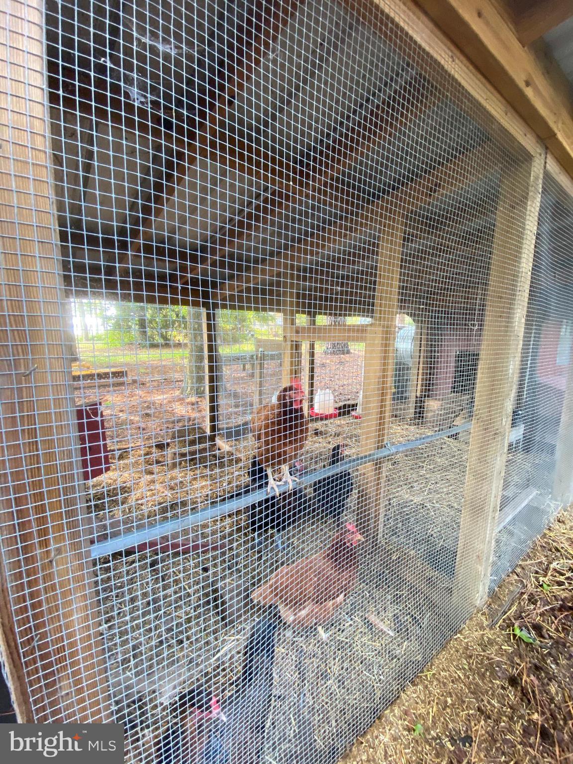 12220 Potomac View Road Newburg, MD 20664 - Photo 49 of 62 Chickens