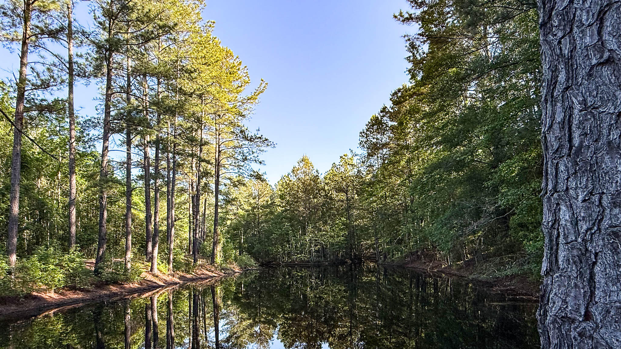 0 Norris Drive Ruffin, SC 29475 - Photo 13 of 33 Oakbreeze Farm SC Land for Sale-46