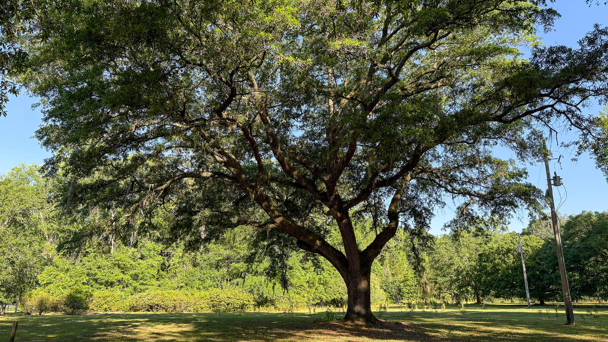 0 Norris Drive Ruffin, SC 29475 - Photo 17 of 33 Oakbreeze Farm SC Land for Sale-50