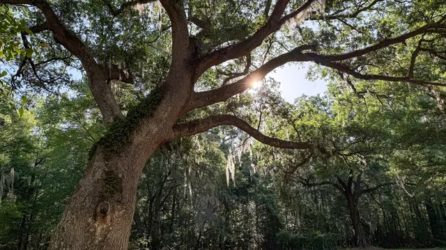 $602,000 | 0 Norris Drive, Ruffin, SC 29475