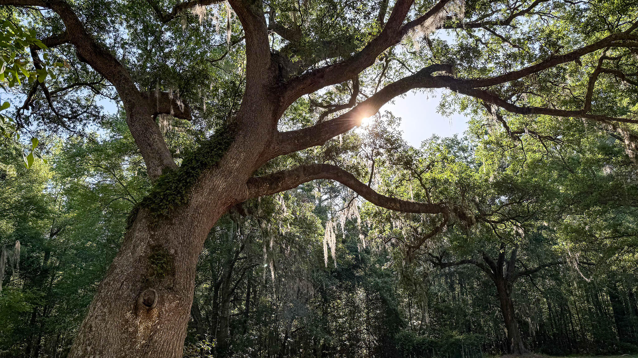 0 Norris Drive Ruffin, SC 29475 - Photo 19 of 33 Oakbreeze Farm SC Land for Sale-52