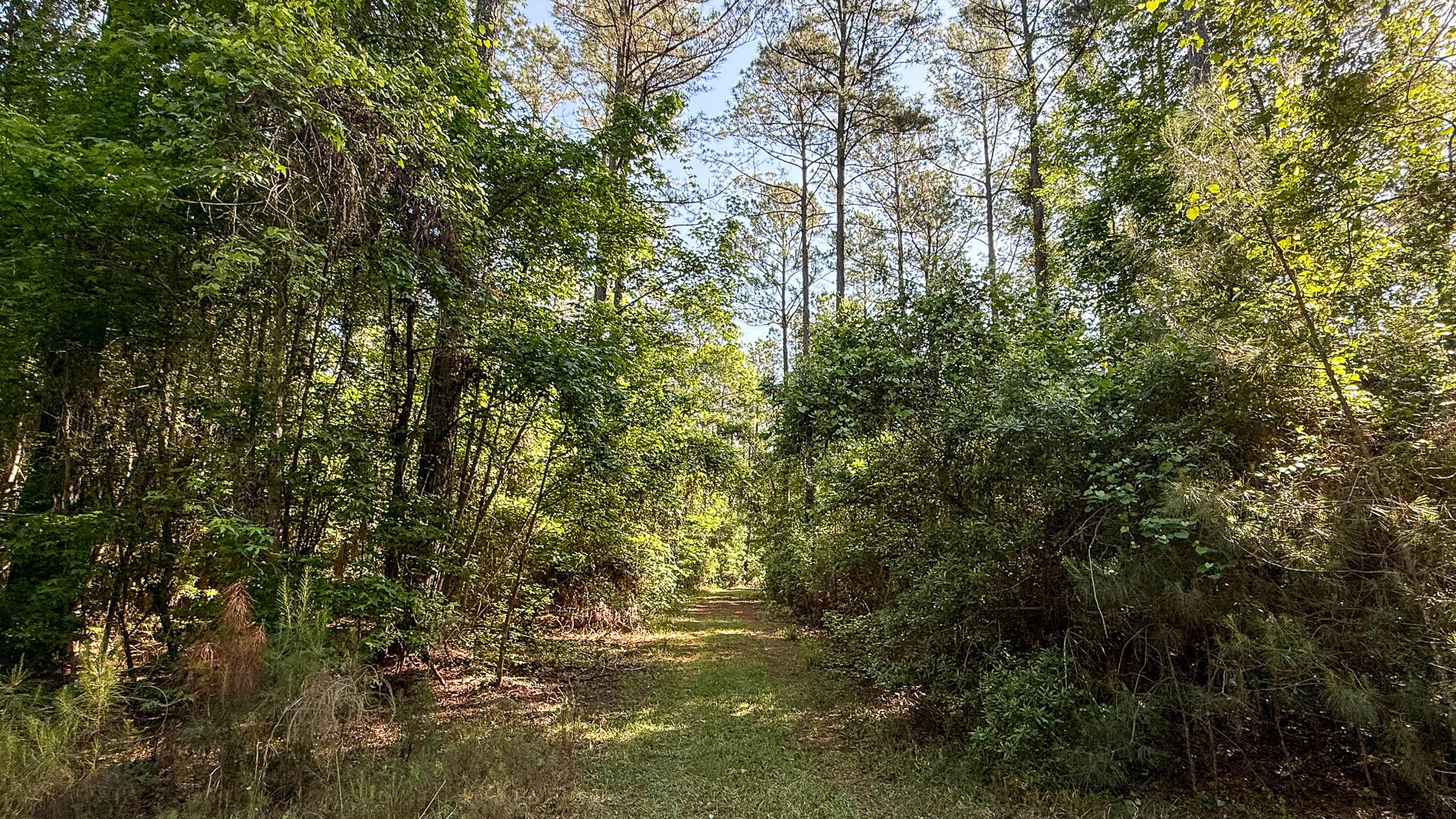 0 Norris Drive Ruffin, SC 29475 - Photo 26 of 33 Oakbreeze Farm SC Land for Sale-59