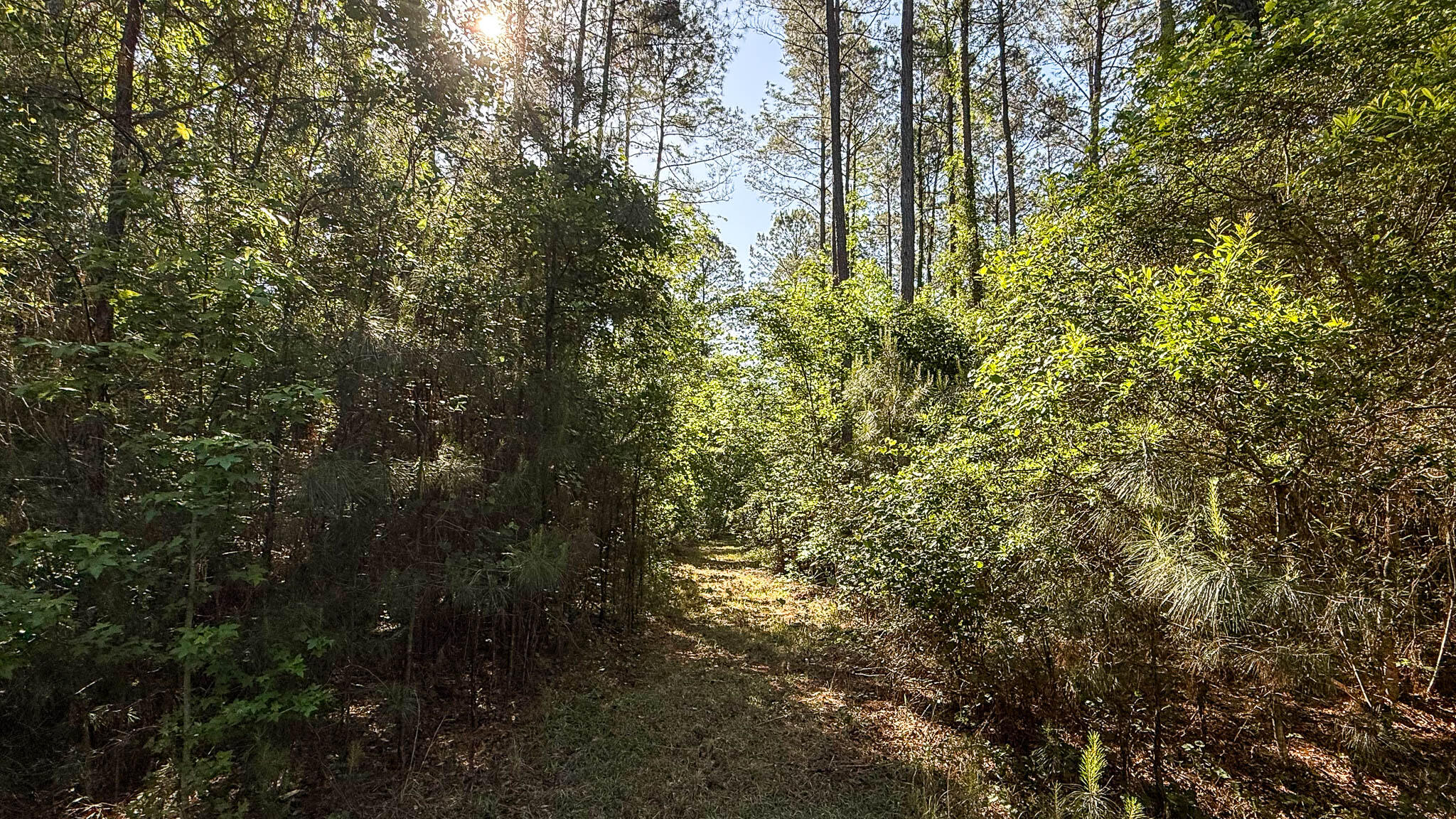 0 Norris Drive Ruffin, SC 29475 - Photo 27 of 33 Oakbreeze Farm SC Land for Sale-60