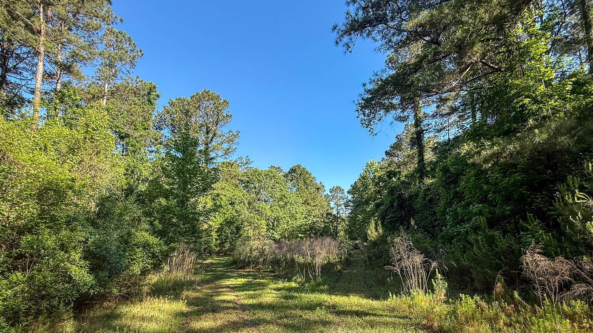 0 Norris Drive Ruffin, SC 29475 - Photo 29 of 33 Oakbreeze Farm SC Land for Sale-62