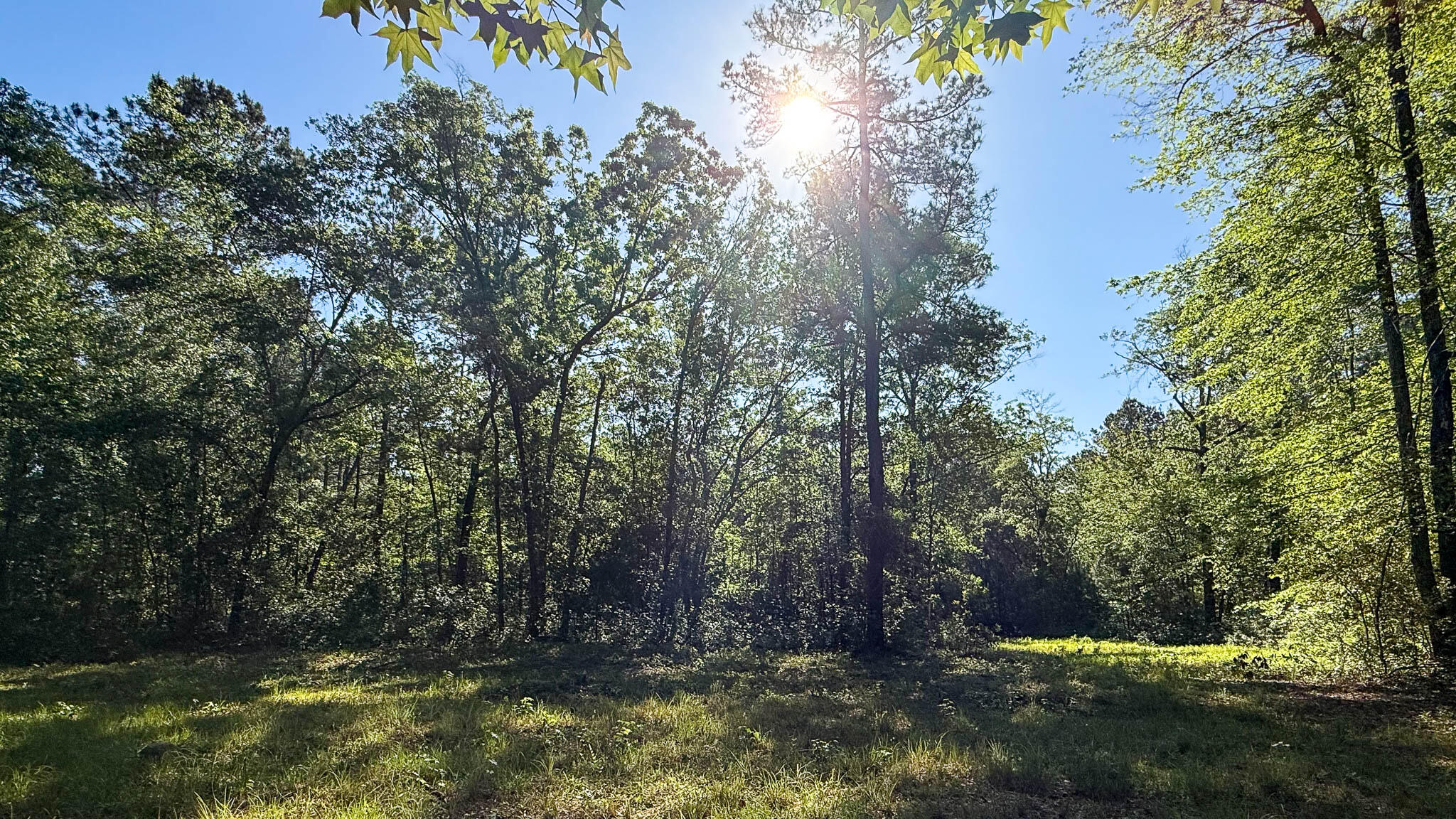 0 Norris Drive Ruffin, SC 29475 - Photo 30 of 33 Oakbreeze Farm SC Land for Sale-63