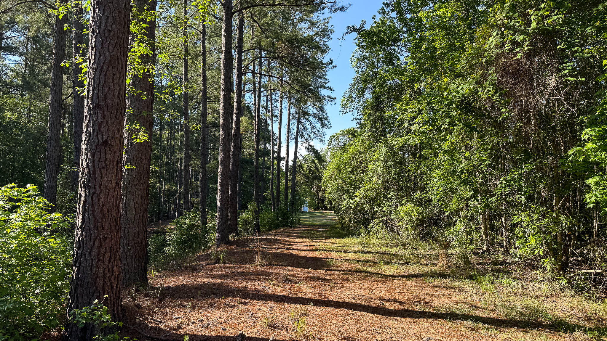 0 Norris Drive Ruffin, SC 29475 - Photo 31 of 33 Oakbreeze Farm SC Land for Sale-64