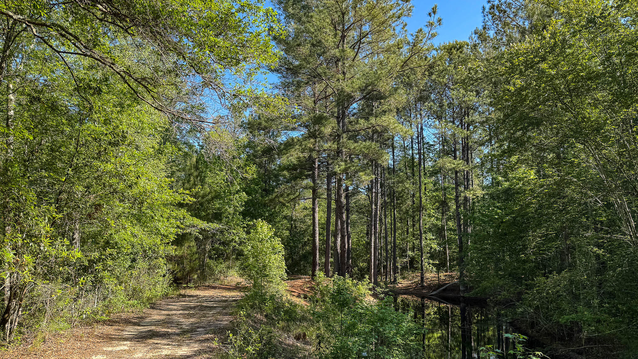 0 Norris Drive Ruffin, SC 29475 - Photo 33 of 33 Oakbreeze Farm SC Land for Sale-66