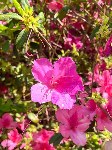 $602,000 | 0 Norris Drive, Ruffin, SC 29475