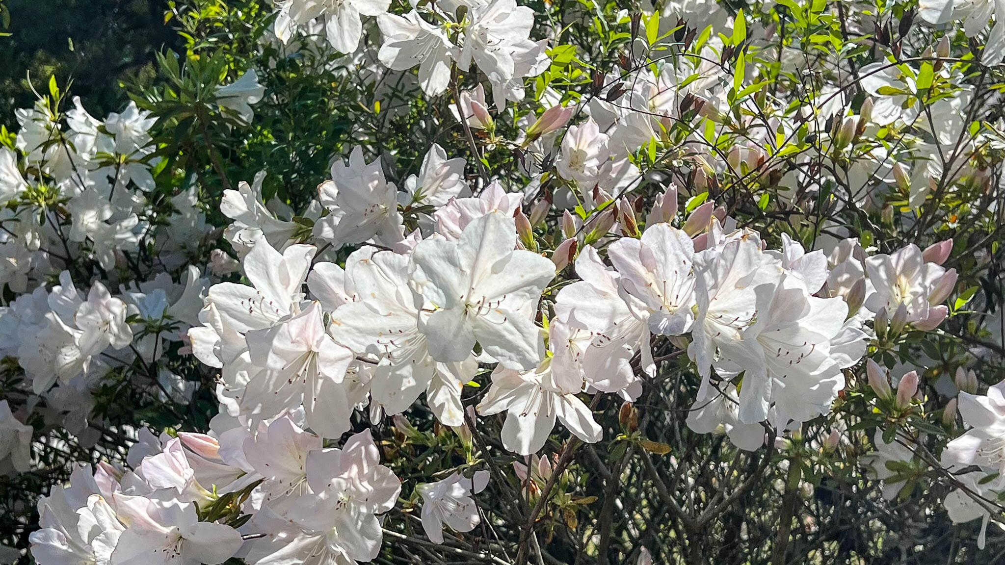 0 Norris Drive Ruffin, SC 29475 - Photo 5 of 33 Oakbreeze Farm SC Land for Sale-38