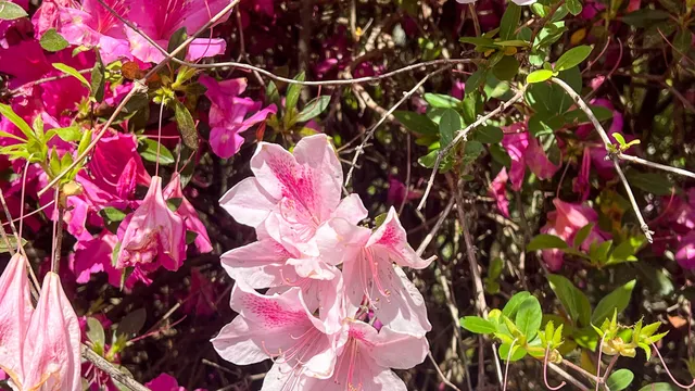 $602,000 | 0 Norris Drive, Ruffin, SC 29475