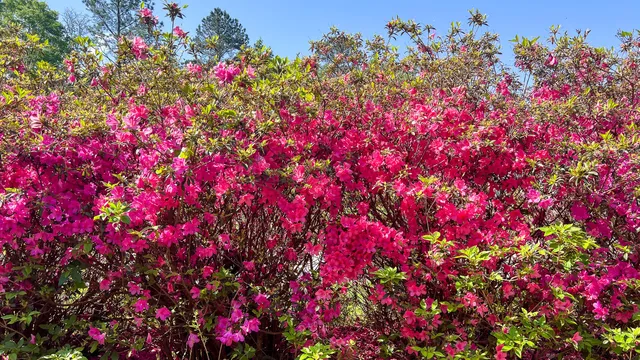 $602,000 | 0 Norris Drive, Ruffin, SC 29475