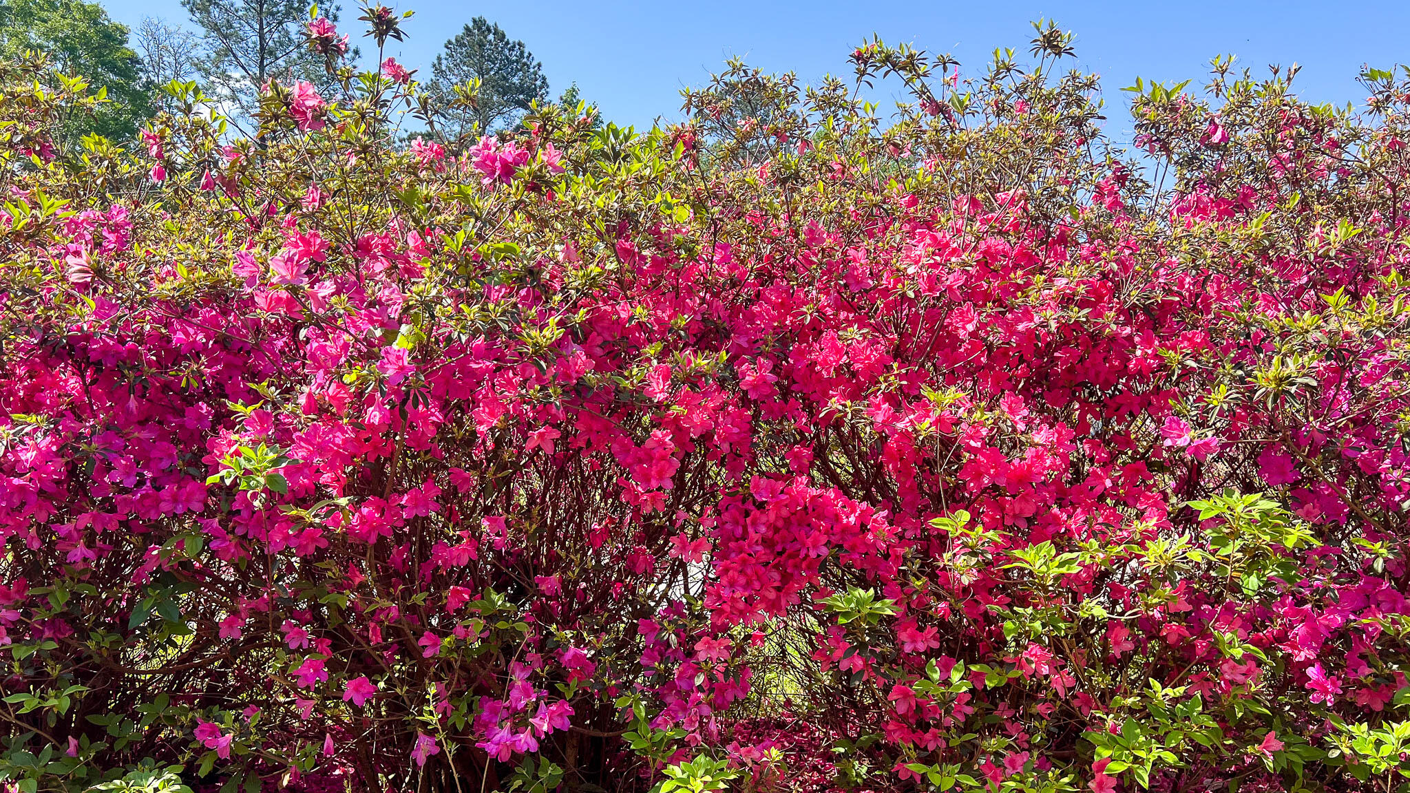 0 Norris Drive Ruffin, SC 29475 - Photo 7 of 33 Oakbreeze Farm SC Land for Sale-40