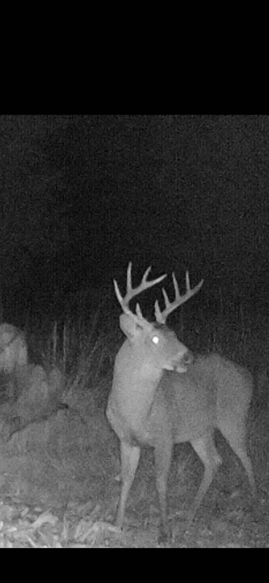 0 Norris Drive Ruffin, SC 29475 - Photo 8 of 33 Oakbreeze Farm SC Land for Sale-41