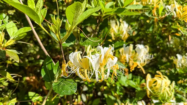 $602,000 | 0 Norris Drive, Ruffin, SC 29475