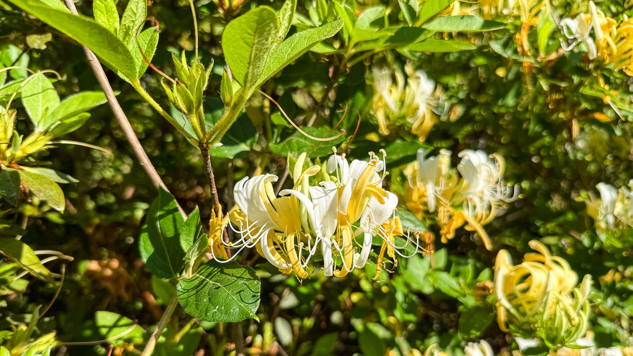 0 Norris Drive Ruffin, SC 29475 - Photo 10 of 33 Oakbreeze Farm SC Land for Sale-43