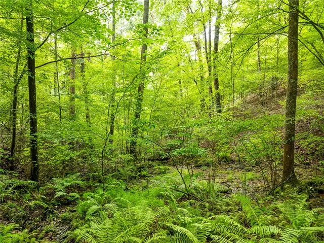 a view of a lush green forest