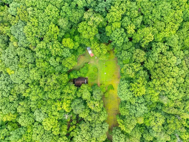a view of a plant in a garden