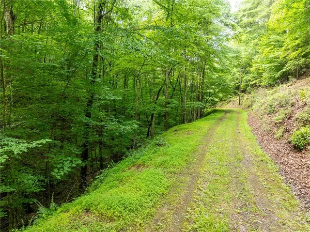 a view of yard with green space