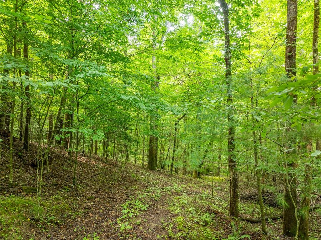 467 Gilliam Road Mineral Bluff, GA 30559 - Photo 32 of 36 a big yard with lots of trees
