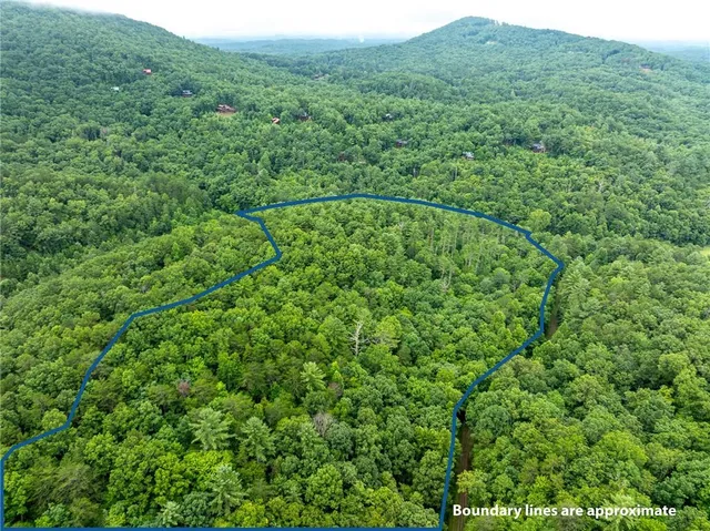 a view of a lush green forest with a mountain