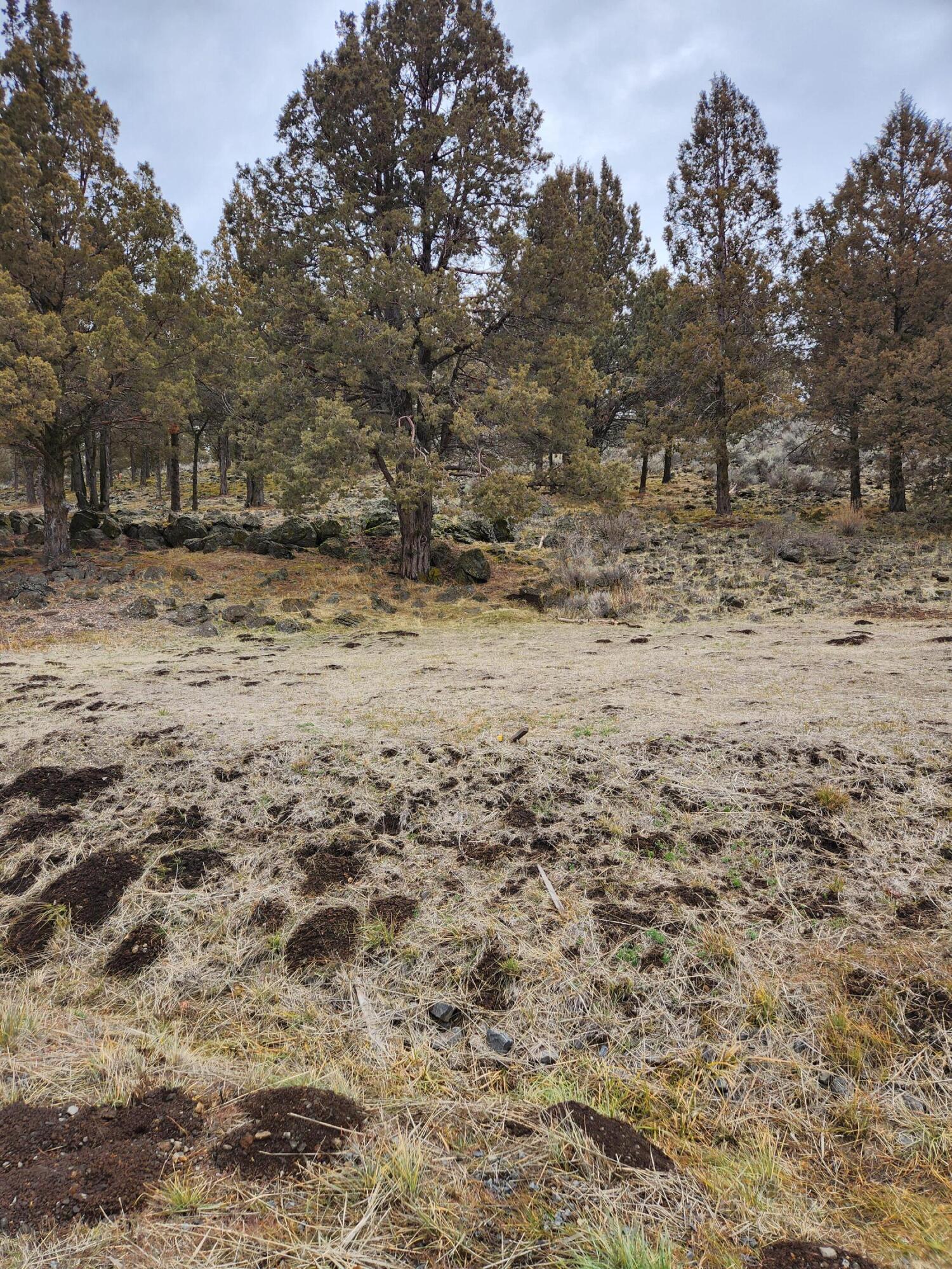Parula Road Klamath Falls, OR 97601 - Photo 1 of 4 1150