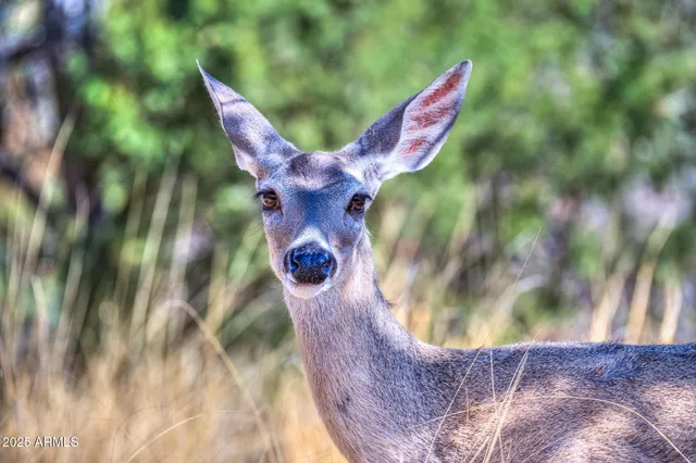 a view of a small yard