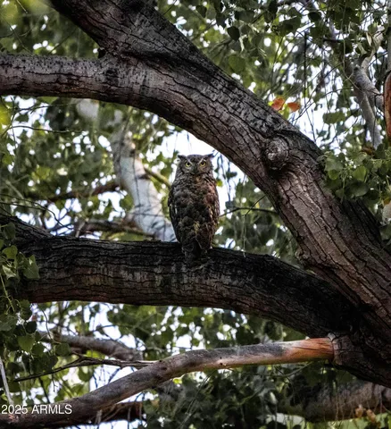 a view of a tree with a yard