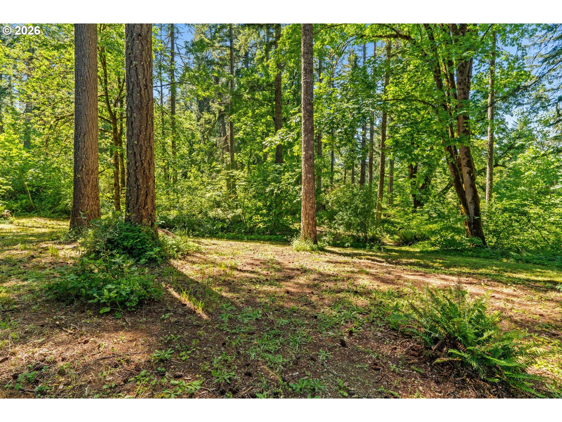81482 Lost Creek Road Dexter, OR 97431 - Photo 13 of 48 Acreage