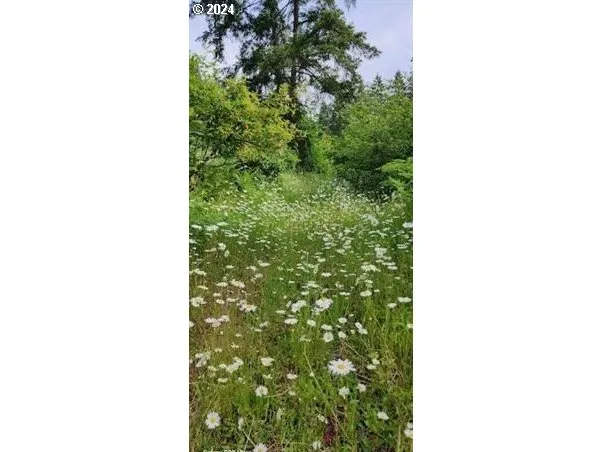 a close up of a tree in a backyard