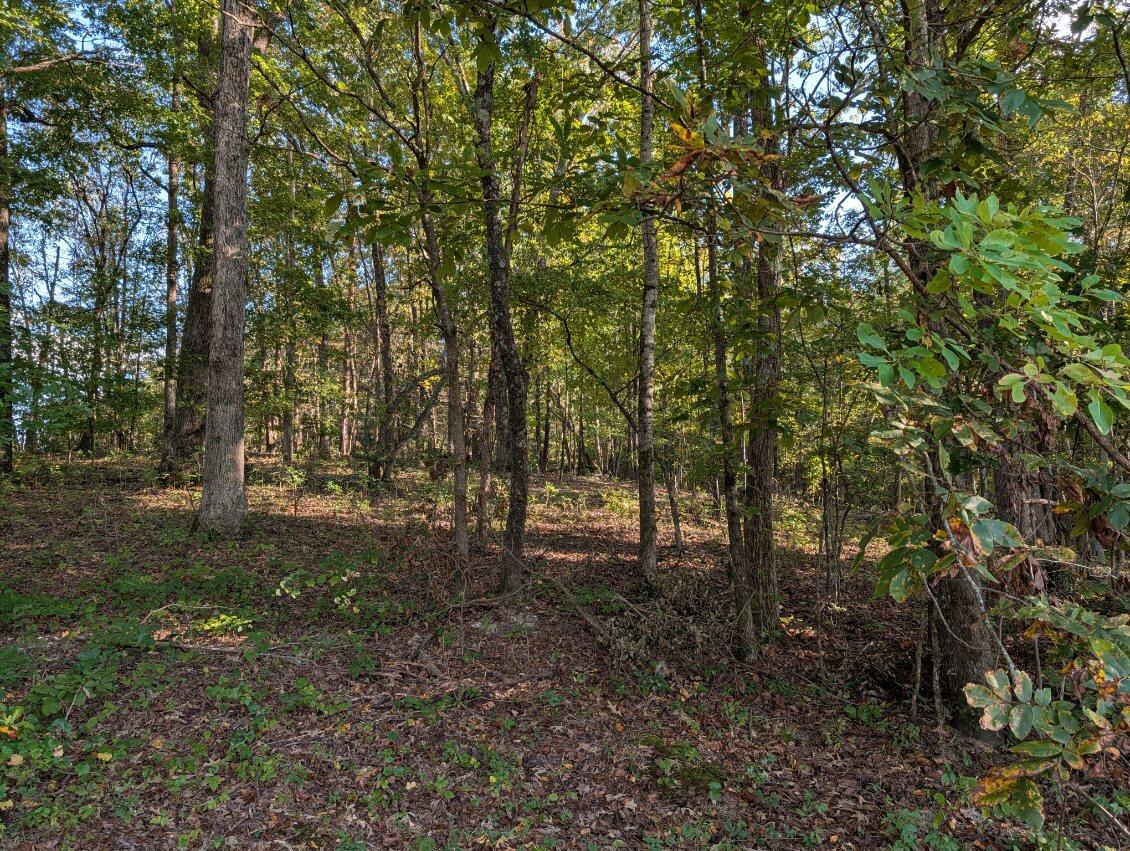 25992 Rhea County Highway Spring City, TN 37381 - Photo 29 of 35 image000002 (1)