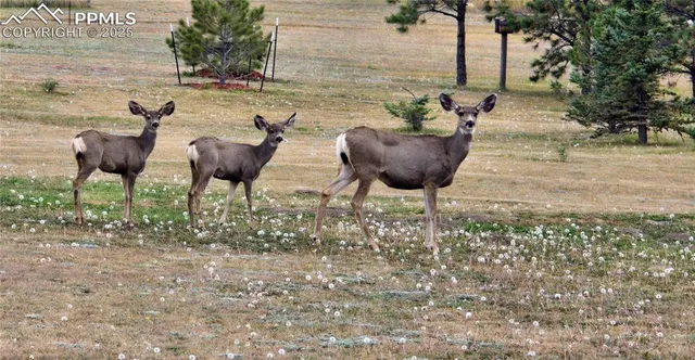 a view of an outdoor space with lounge chairs
