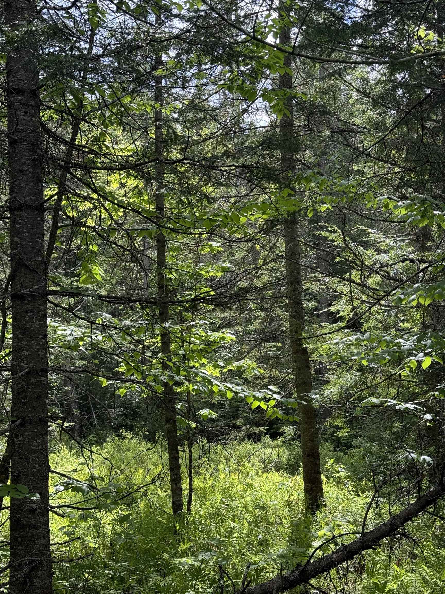 0 Fuller Road East Corinth, VT 05040 - Photo 10 of 12
