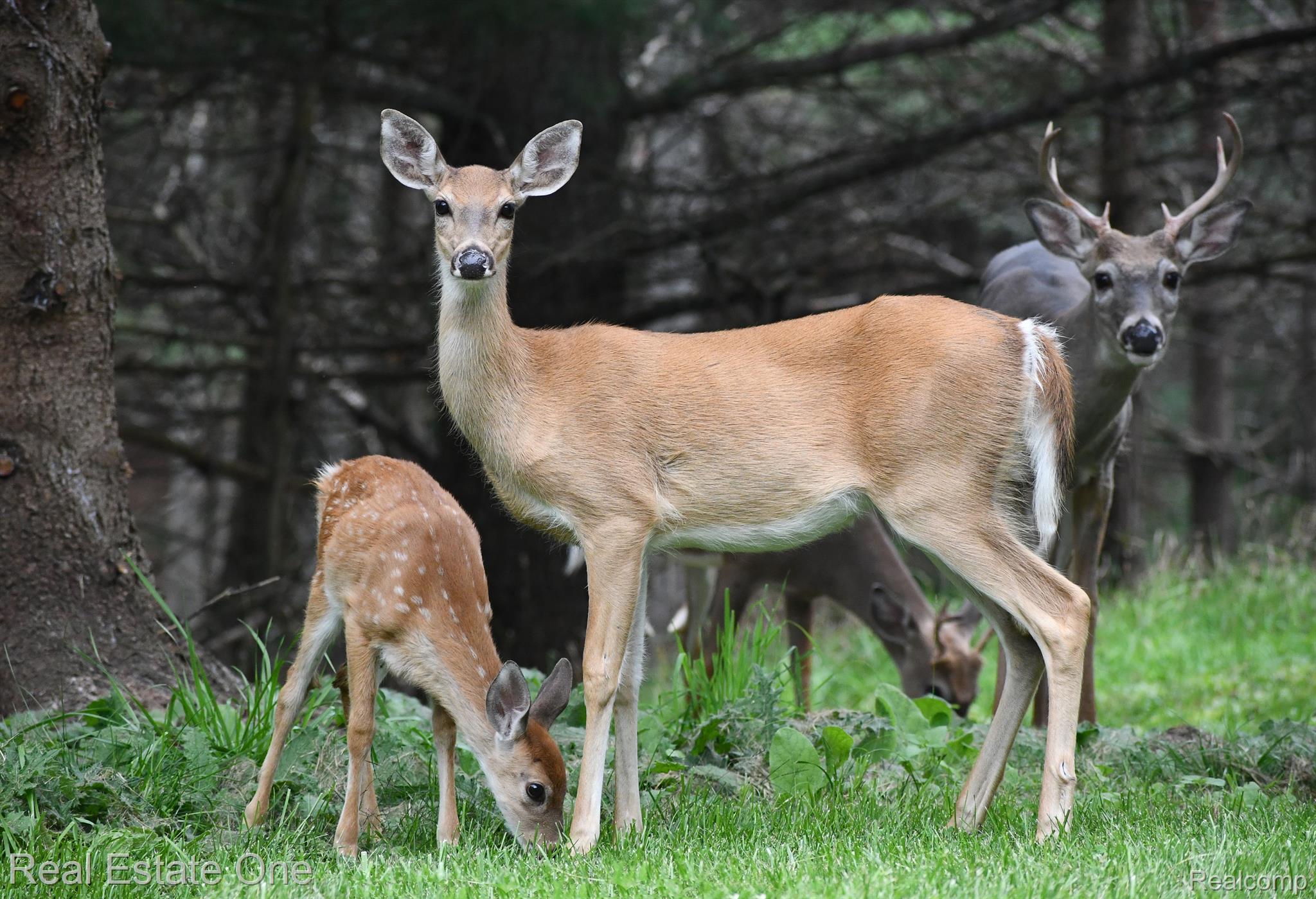 4098 Shrew Road Lincoln, MI 48742 - Photo 37 of 38 Nature at your Doorstep