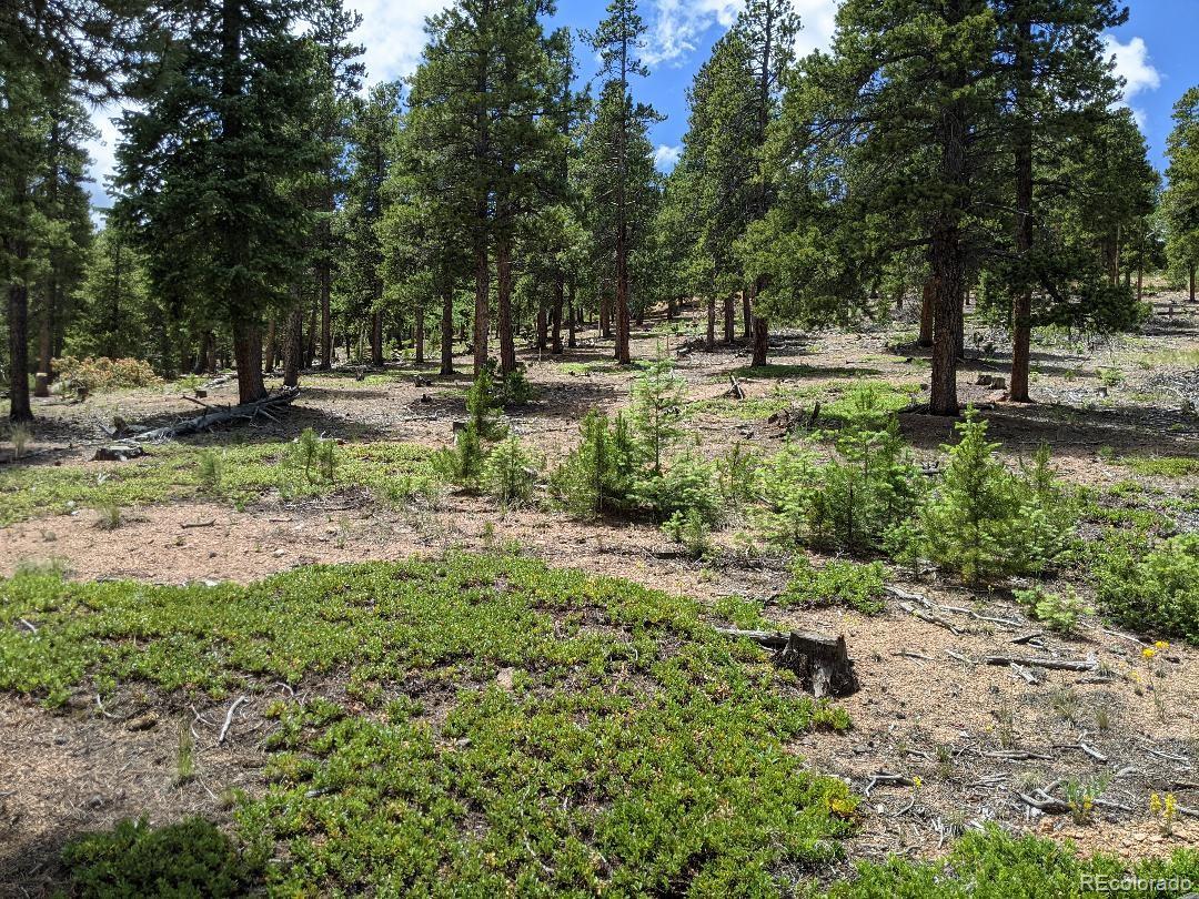 1186 Royal Ridge Drive Bailey, CO 80421 - Photo 2 of 18 Gallery Image 2