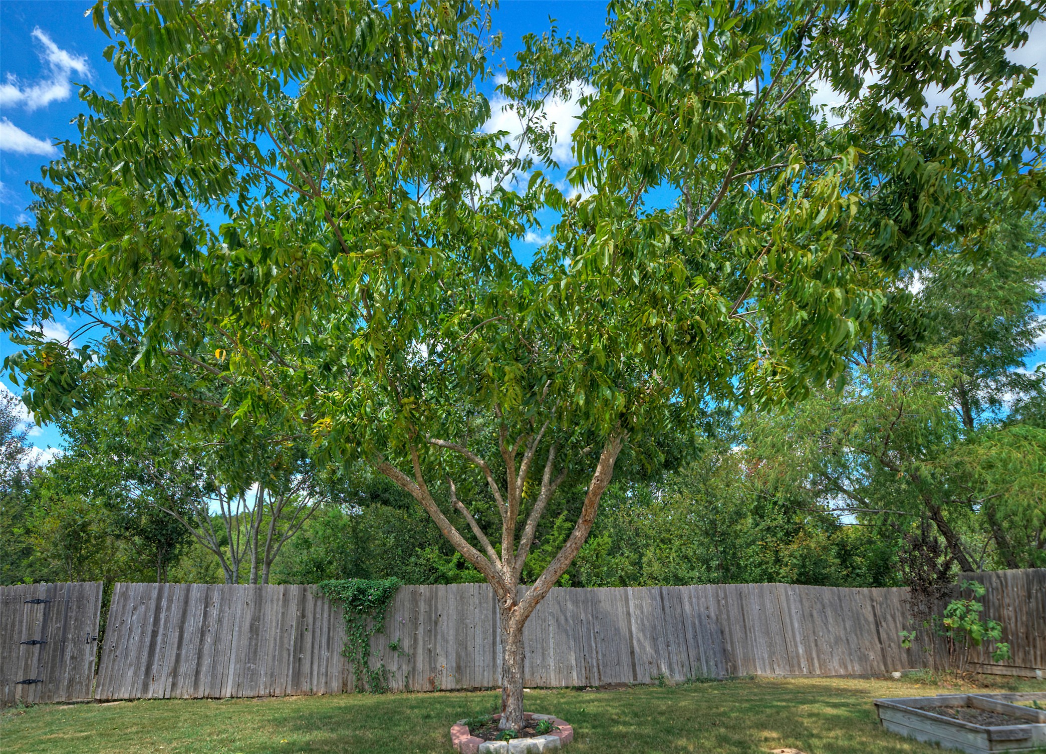 18100 Belfry Pass Manor, TX 78653 - Photo 27 of 30 a view of backyard with wooden fence and trees