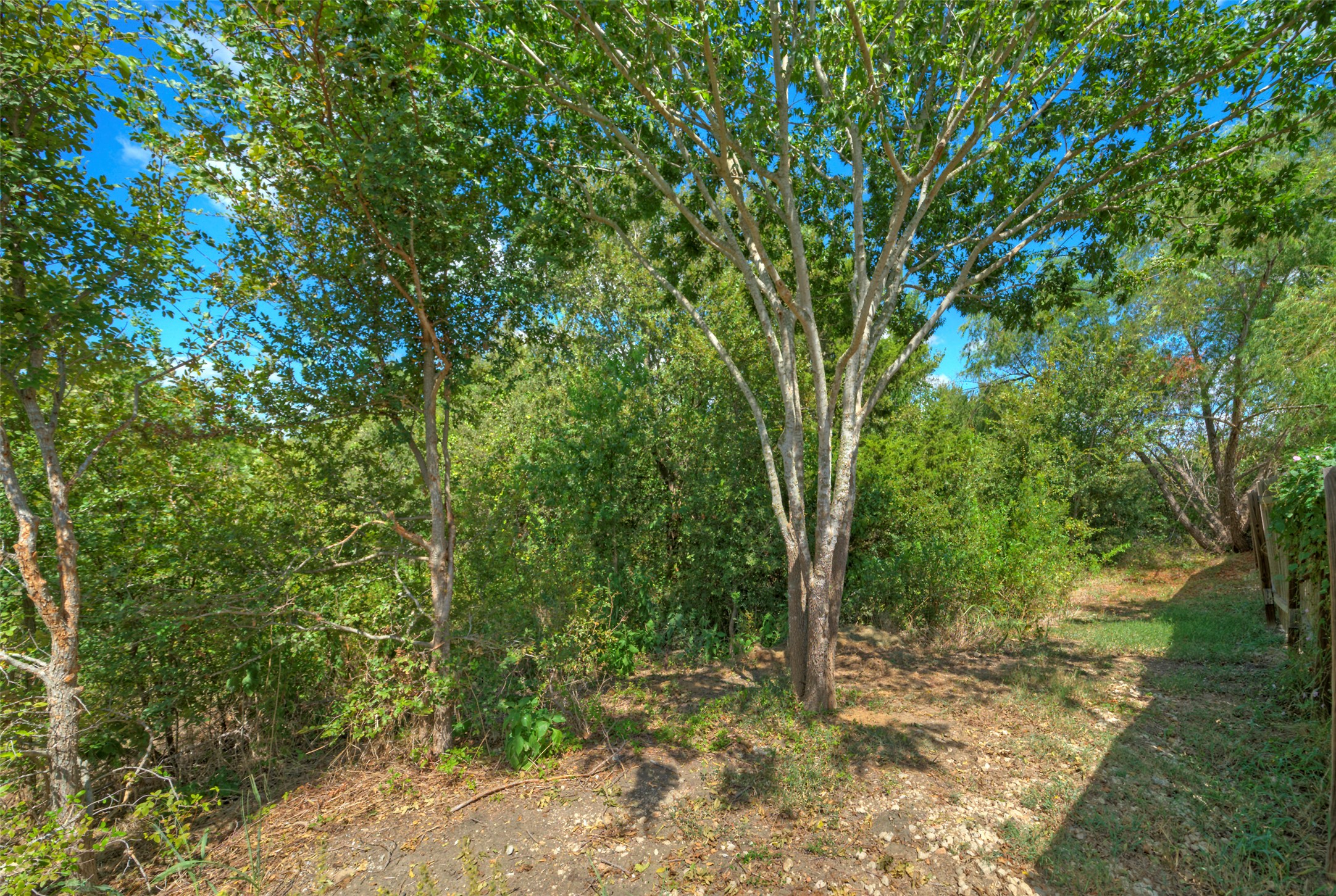 18100 Belfry Pass Manor, TX 78653 - Photo 28 of 30 a view of a forest filled with trees