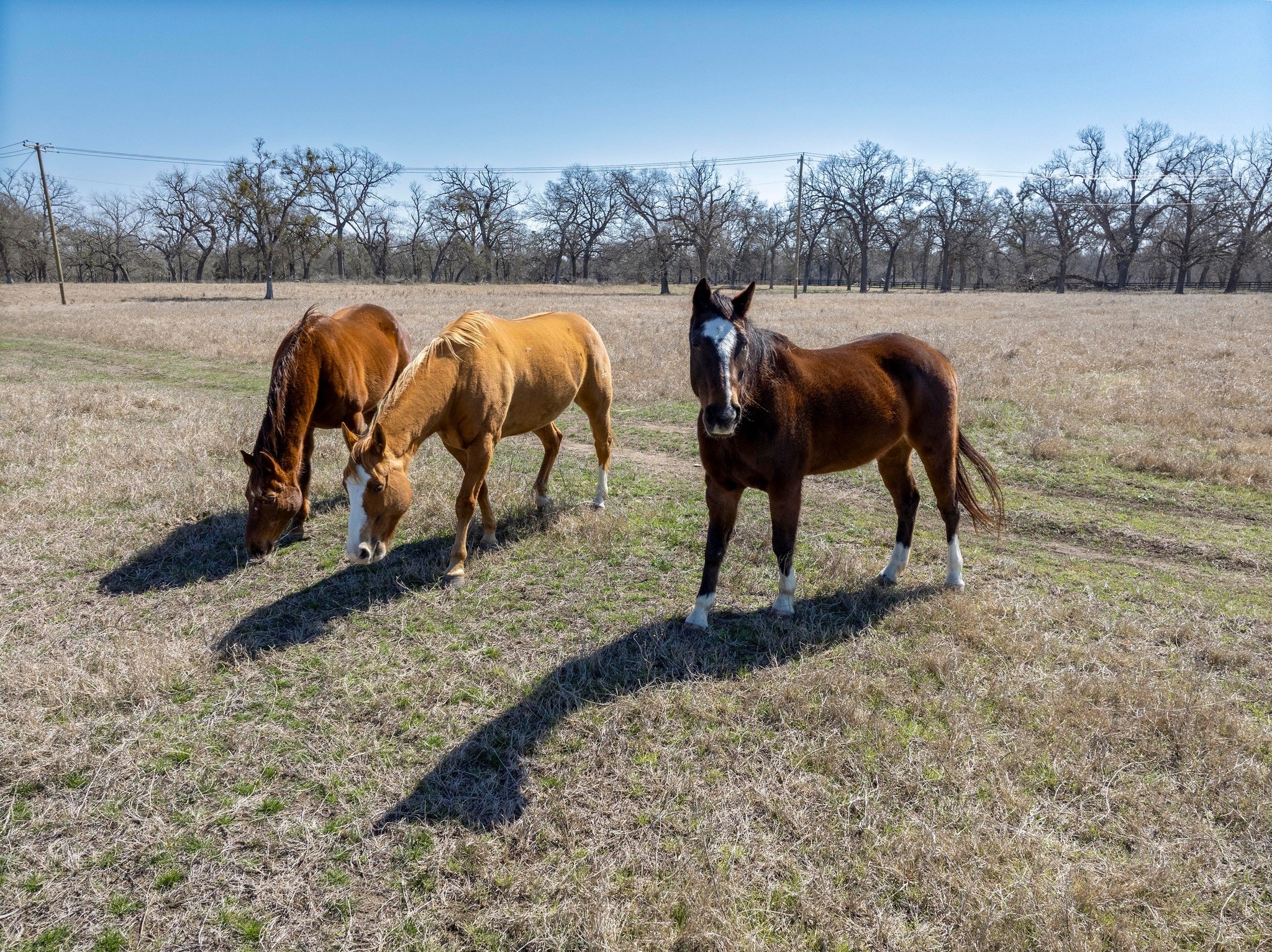 105 River Valley Drive Georgetown, TX 78626 - Photo 18 of 29 a view of a yard in the middle of a field