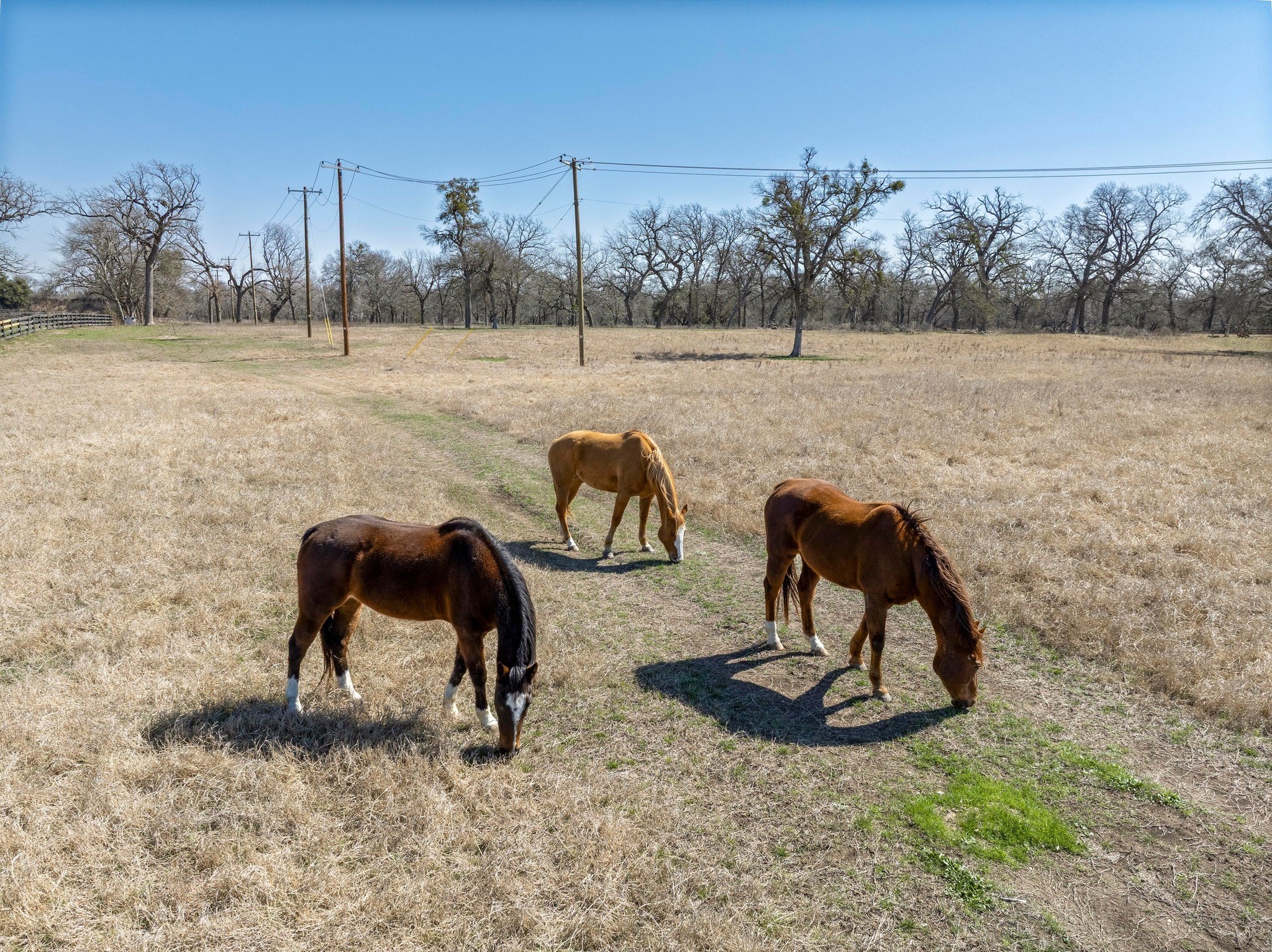 105 River Valley Drive Georgetown, TX 78626 - Photo 28 of 29 a view of garden with trees