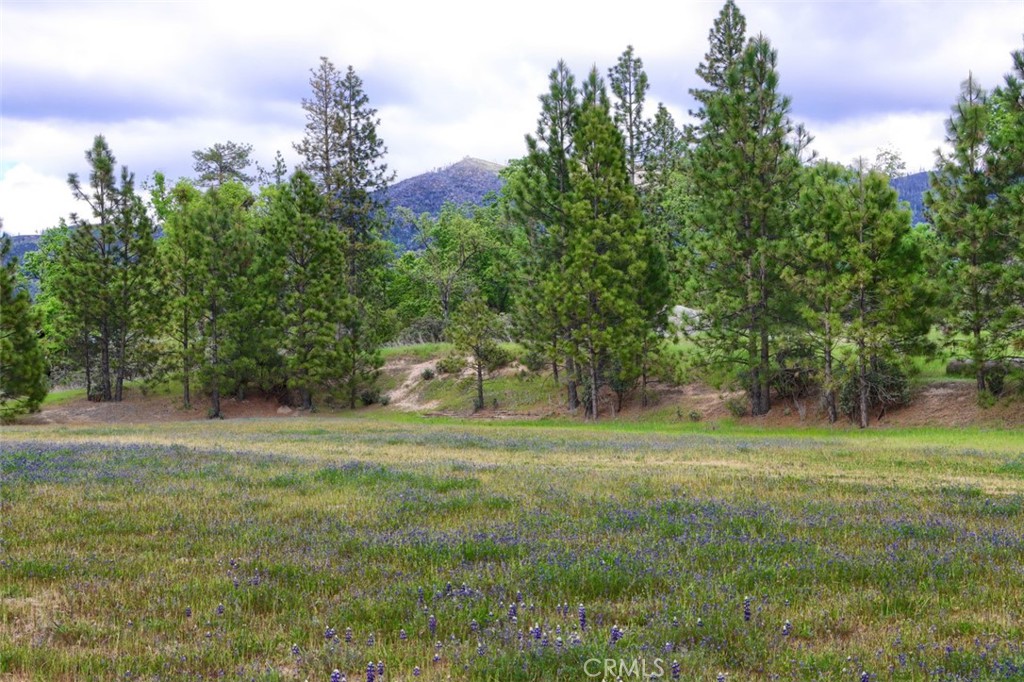 5027 Fox Creek Road Mariposa, CA 95338 - Photo 63 of 75 a big yard with lots of green space and palm trees