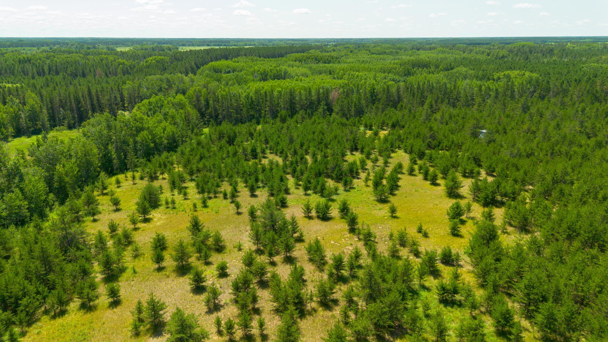 Tract 1-tbd Hubbard Line Road Menahga, MN 56464 - Photo 23 of 57 Gallery Image 23